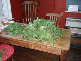 stinging nettle