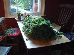 stinging nettle