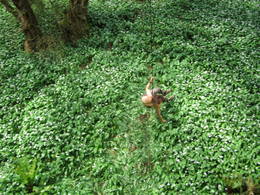 wild garlic