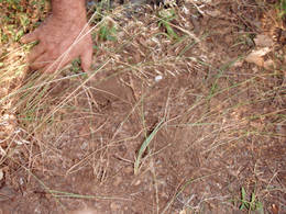  planting carrots