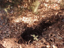  planting carrots