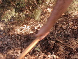  plantind carrots