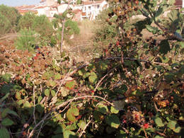  blackberries