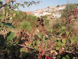  blackberries