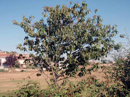  fig three