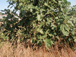  fig three