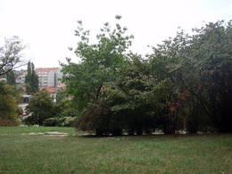 green alley