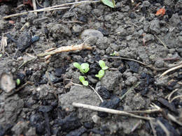 green alley winter lettuce