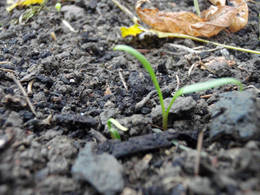 green alley spinach