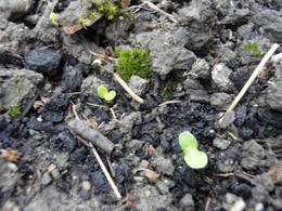 green alley winter lettuce
