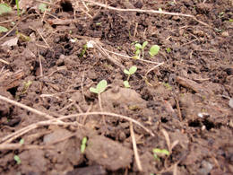 green alley winter lettuce
