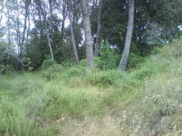 coclea