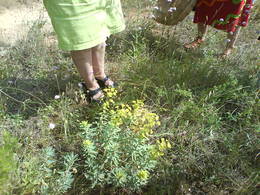 coclea