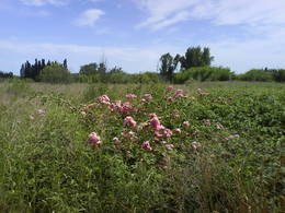 coclea