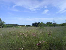 coclea