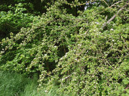 hawthorn