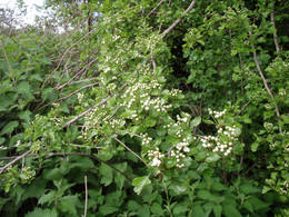 hawthorn