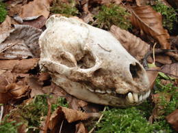 chalk cave skull