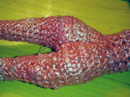 crochet plastic bag doll