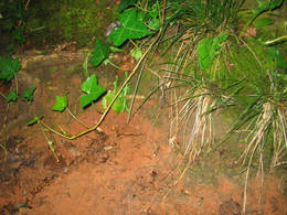 clay finding leigh woods