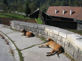 primislje travel