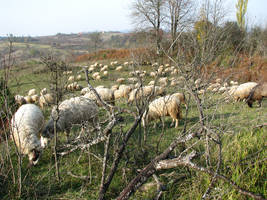 primislje travel