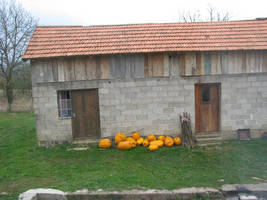 primislje travel