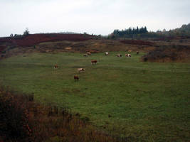 primislje travel 