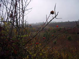 primislje travel 
