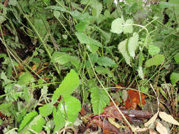 stinging nettle