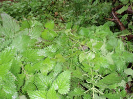 stinging nettle harvesting