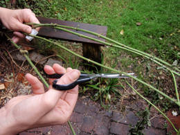 cleaning stem