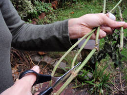 cutting stem