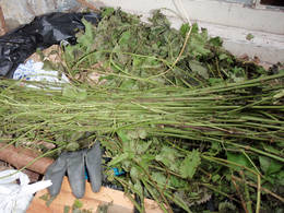 stinging nettle stem
