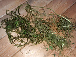 stinging nettle bark drying